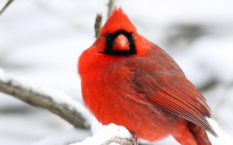 红衣主教鸟高清动物壁纸