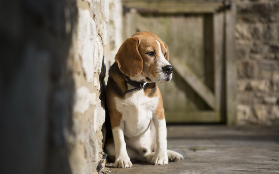 超萌狗狗英国比格犬调皮耍宝图片