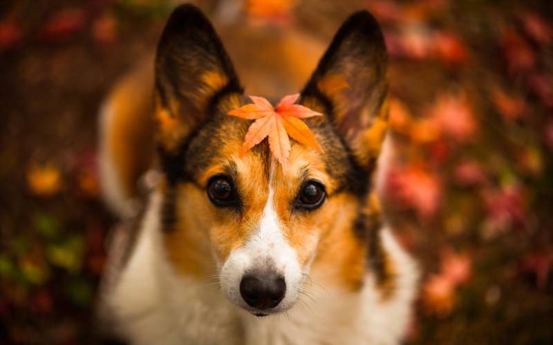秋日可爱的小狗唯美图片