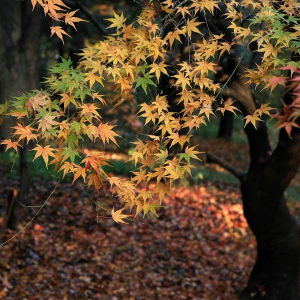 精选二十四节气之秋天风景壁纸