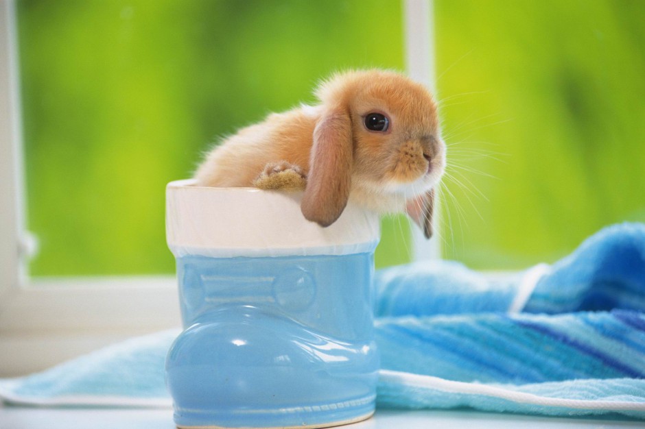 可爱迷人的迷你垂耳兔高清图片