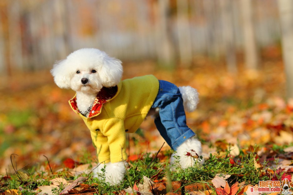 可爱萌宠泰迪犬穿衣服图片