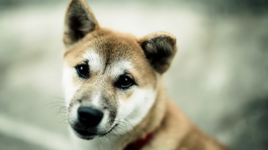 美系秋田犬呆萌表情图片