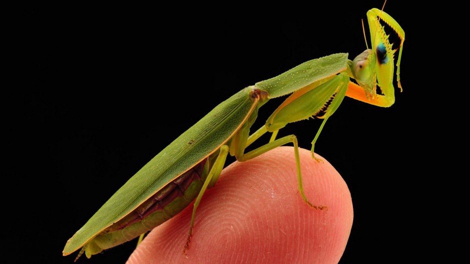 大型昆虫绿巨螳螂图片