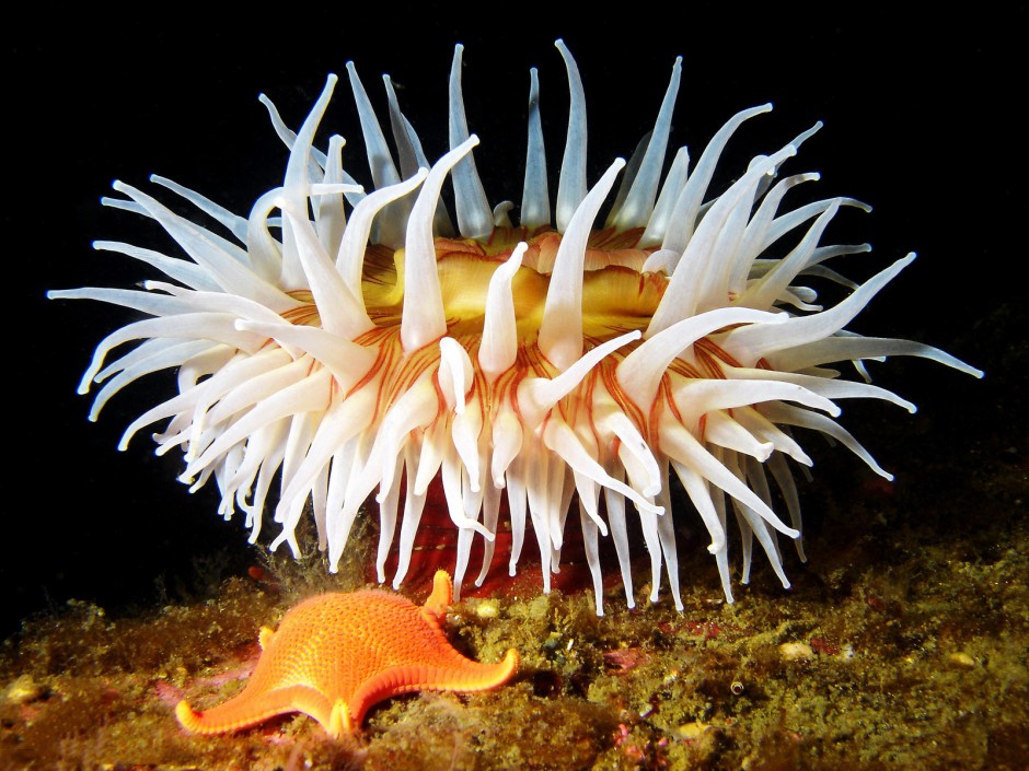 海底世界集群海葵动物图片