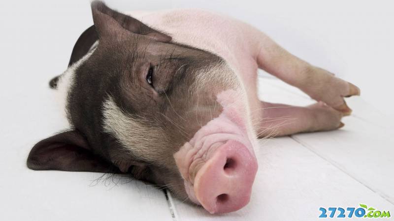 可爱粉嫩的小猪猪