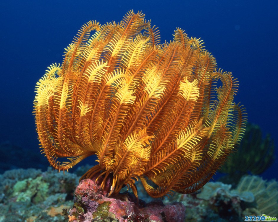 海底森林特写海底环境