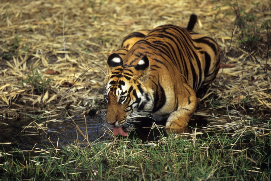 大型猫科动物孟加拉虎图片