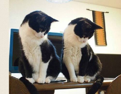 呆萌双胞胎猫咪搞笑萌图精选