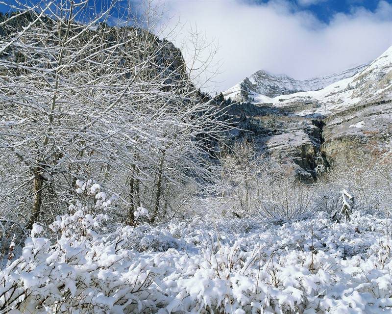 冰雪覆盖的高山树木图片