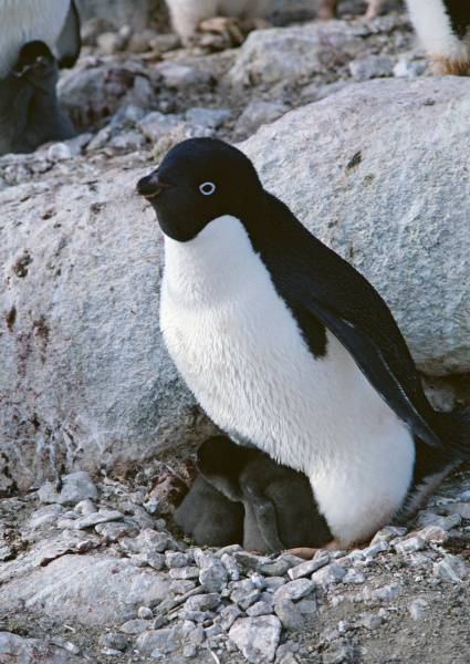 温馨企鹅家庭高清图片