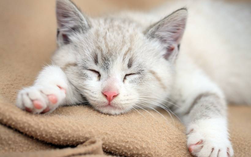 睡梦中的可爱小猫高清图片