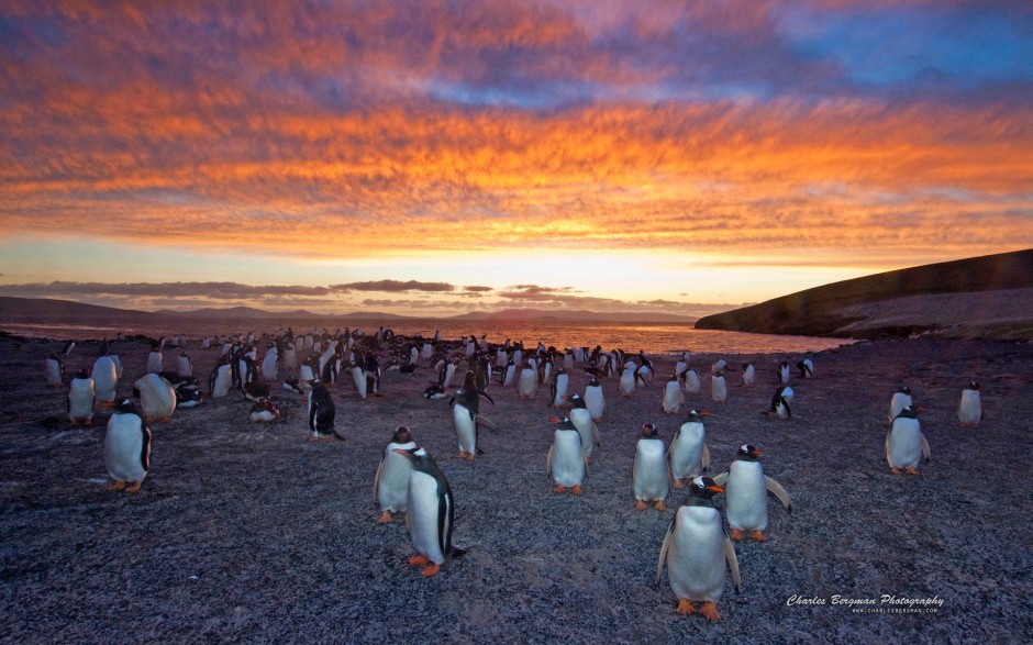 可爱南极小企鹅图片特写