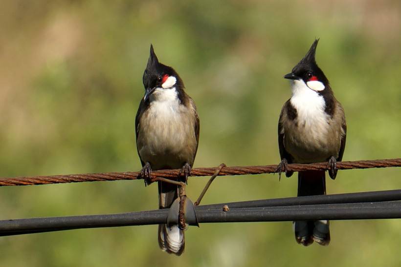 红耳鹎鸟类动物摄影图片