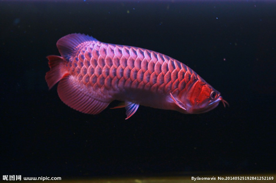 世界罕见的红龙鱼图片高清壁纸