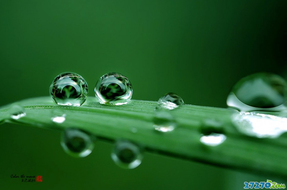 精美雨露高清摄影