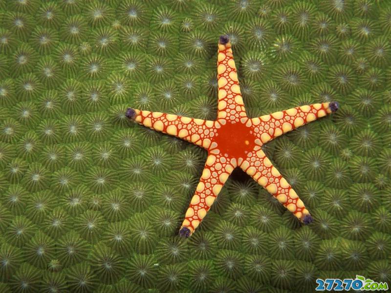 特写海底生物 海底的世界
