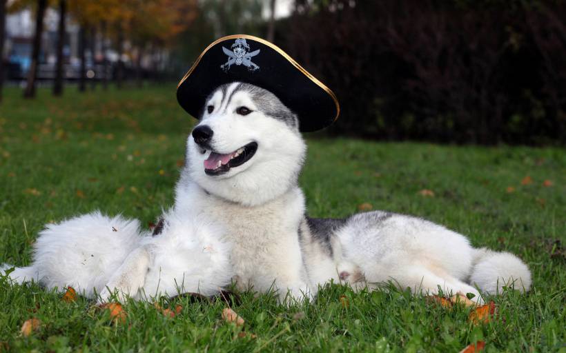 超可爱戴帽子的狗狗高清动物图片