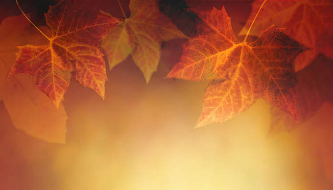 秋季阳光呈现金色枫叶唯美图片