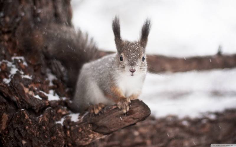 冬季机灵身手敏捷的松鼠高清图片