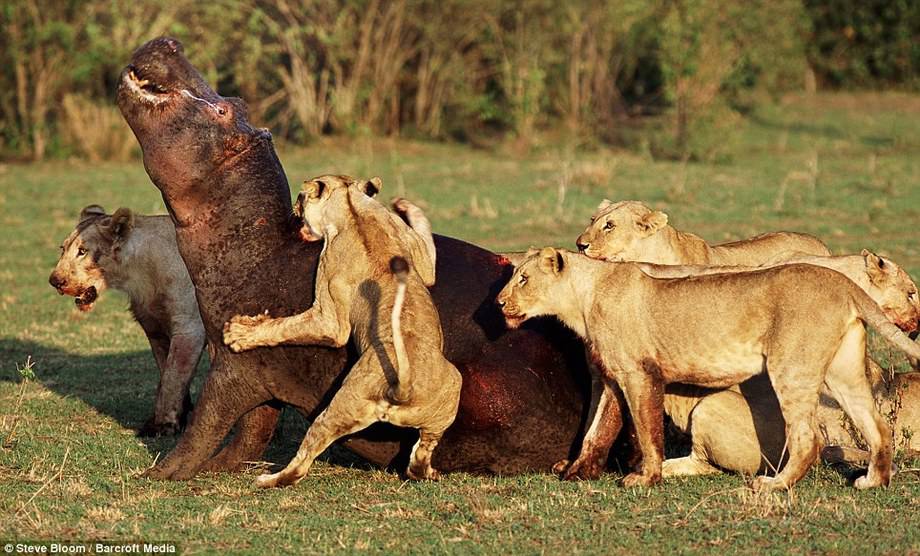 野生动物生死搏斗精彩瞬间：狮子群围攻河马