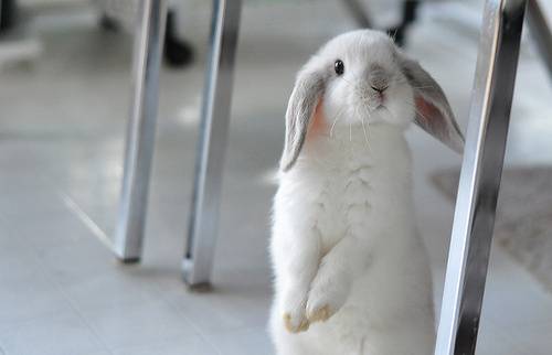 非常惹人喜爱的小兔子图片