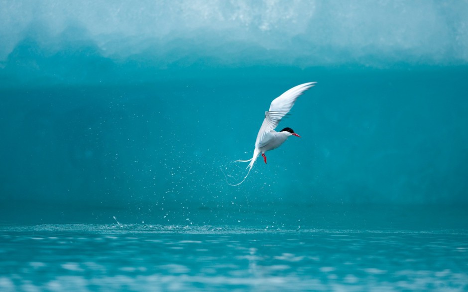 蓝天大海海鸥图片高清壁纸