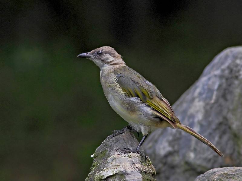 中国野生鸟类领雀嘴鹎图片