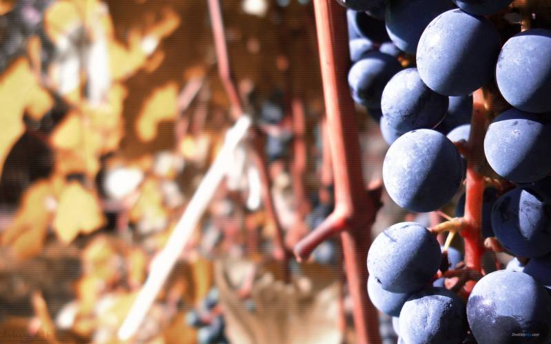 新鲜的葡萄唯美高清水果图片