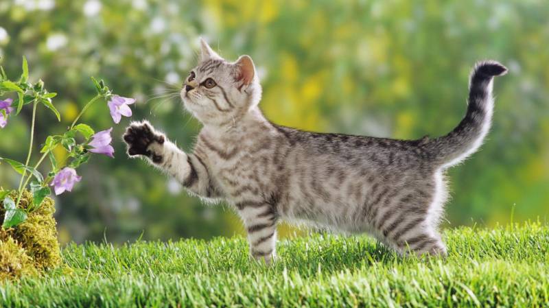 可爱猫咪草地玩耍桌面壁纸