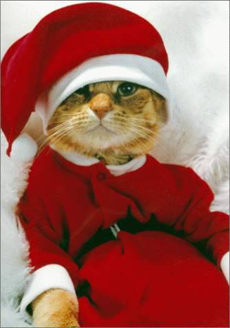 可爱搞怪的圣诞猫咪