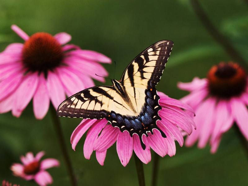 美丽蝴蝶高清小动物图片