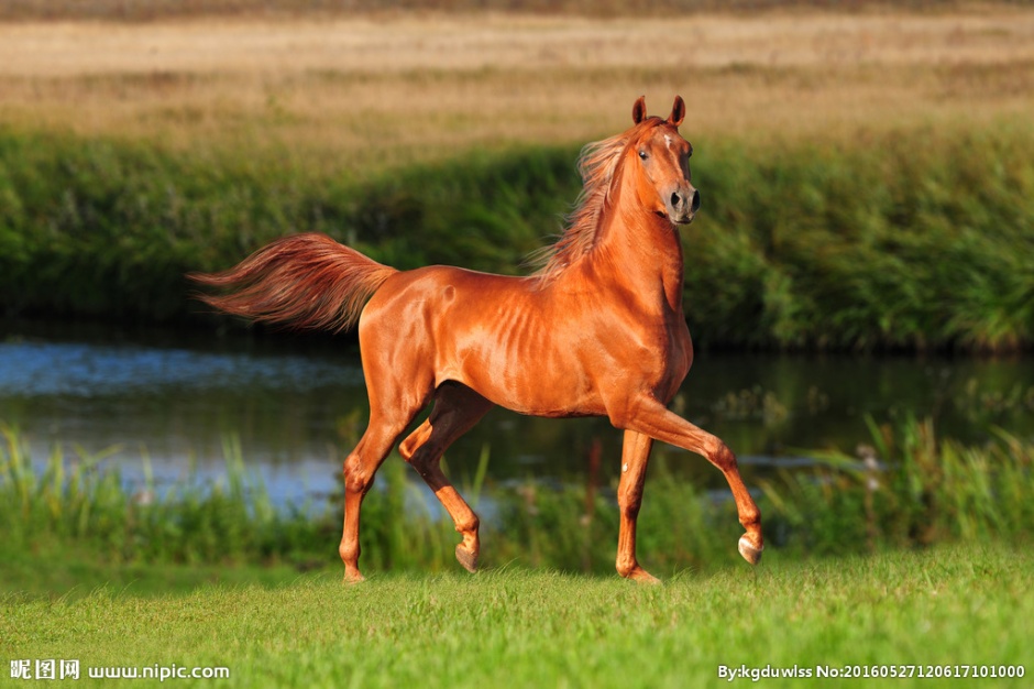 草原上奔跑的骏马高清图片