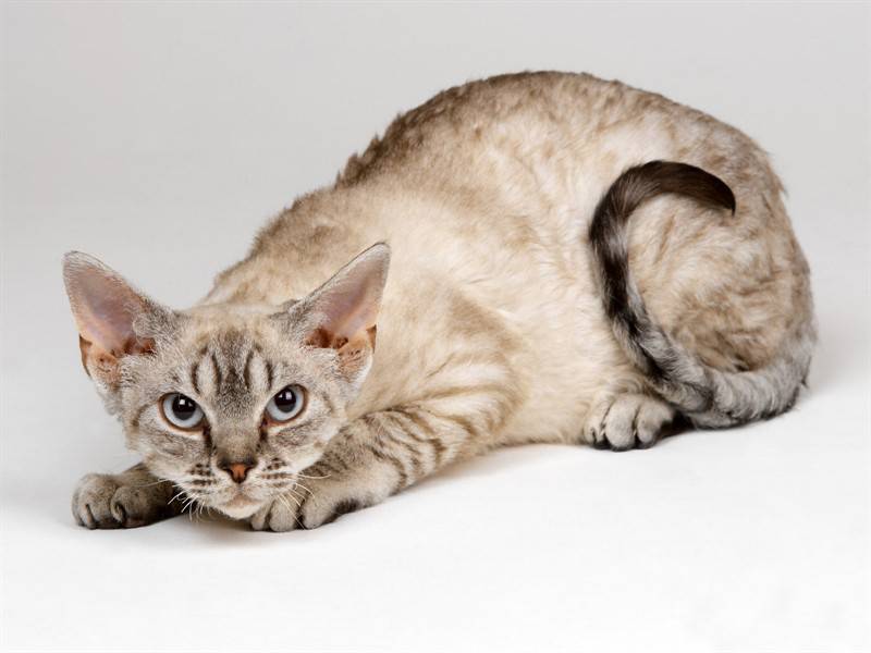 高清棕灰色猫咪图片