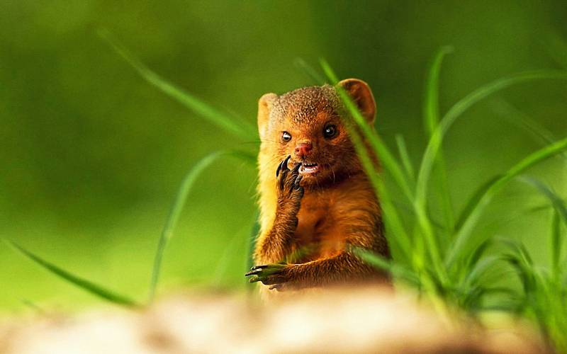 可爱小动物高清纪实摄影图