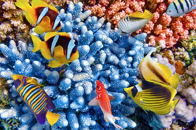 五彩缤纷的海底世界风景图片