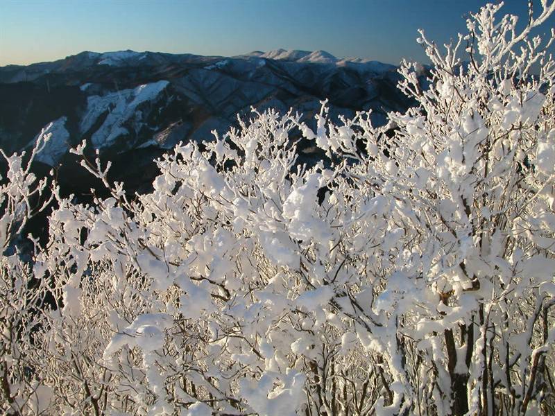 白雪覆盖的高山枯树雪景