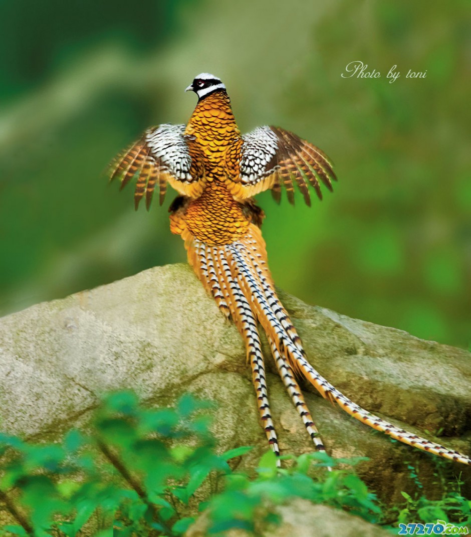 稀罕鸟——白冠长尾雉
