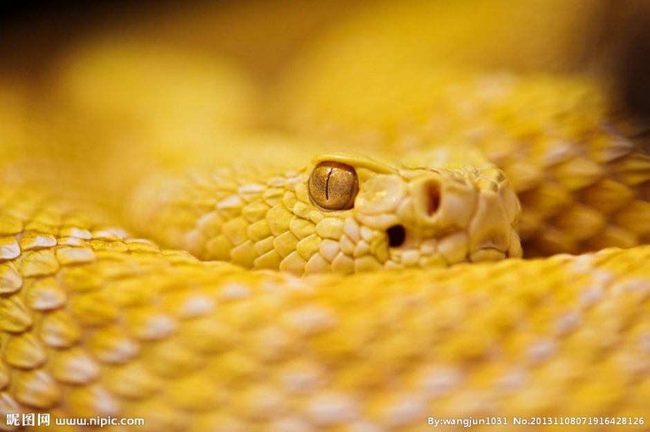 冷血吓人的黄金蟒蛇图片