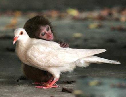 动物爆笑瞬间图片之跨种族的爱情