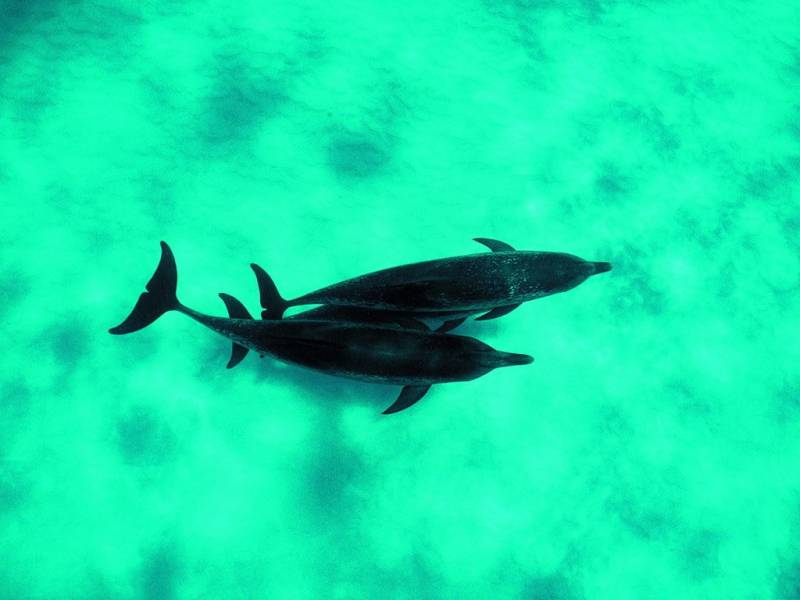 海洋中爱嬉闹的海豚图片