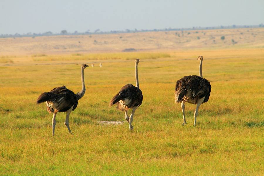 澳洲鸵鸟草原奔跑图片