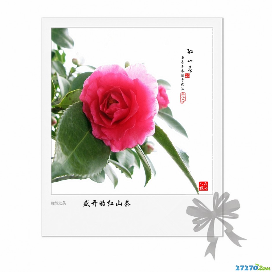 盛开红红的山茶花