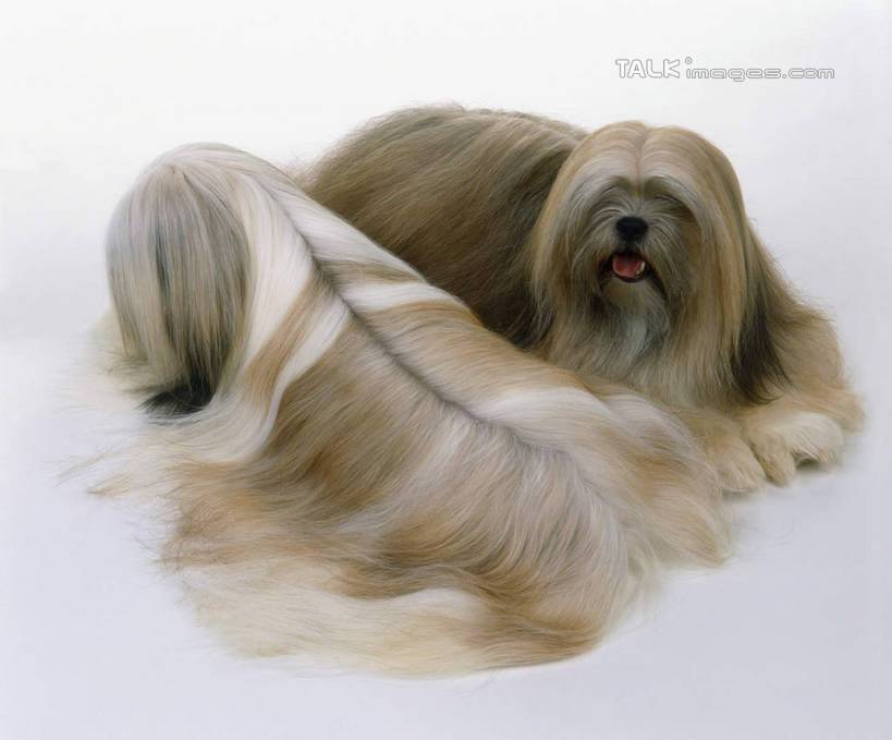 拉萨犬优雅时尚造型图片