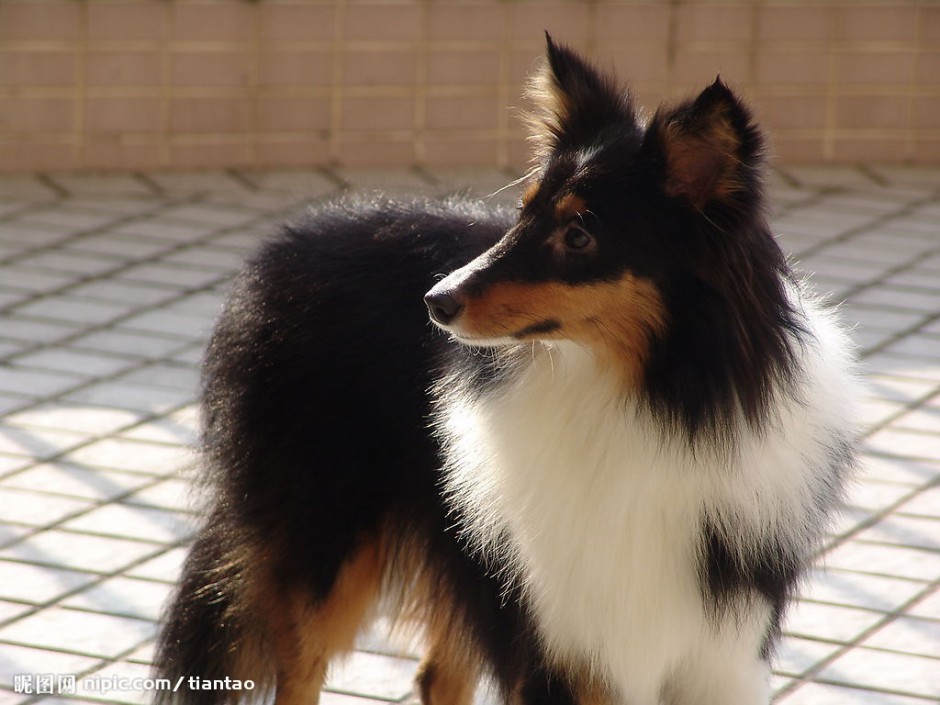 炯炯有神的喜乐蒂牧羊犬图片