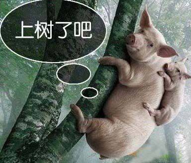 母猪上树了爆笑图片