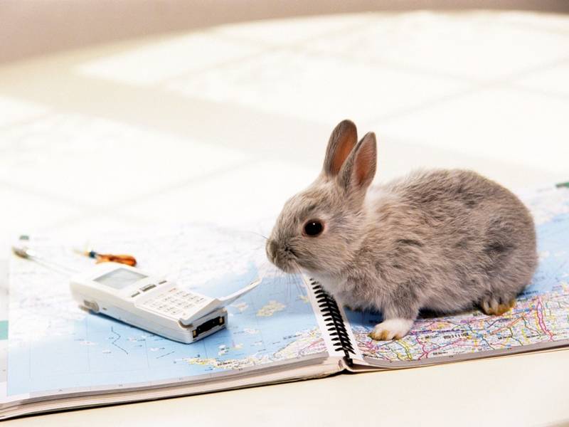 可爱乖巧的小兔子高清壁纸
