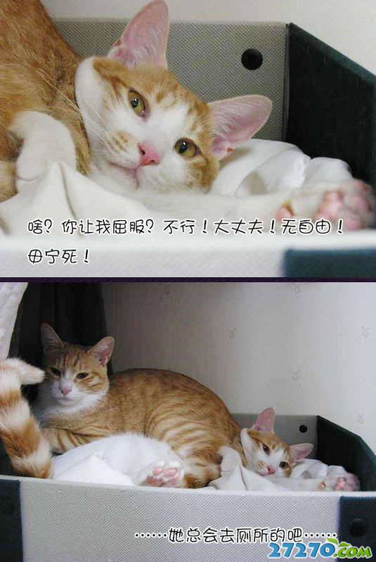 趣图：猫猫一家