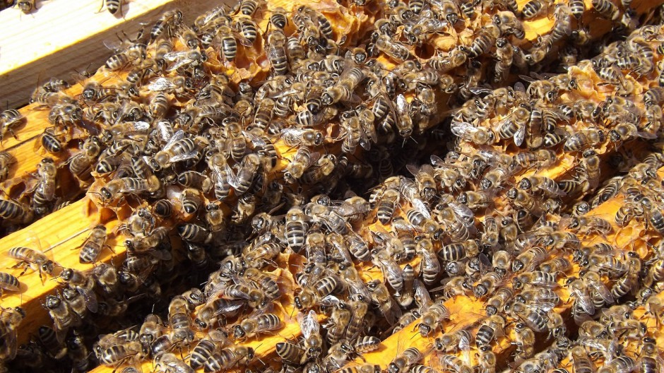 密密麻麻的蜜蜂蜂巢图片