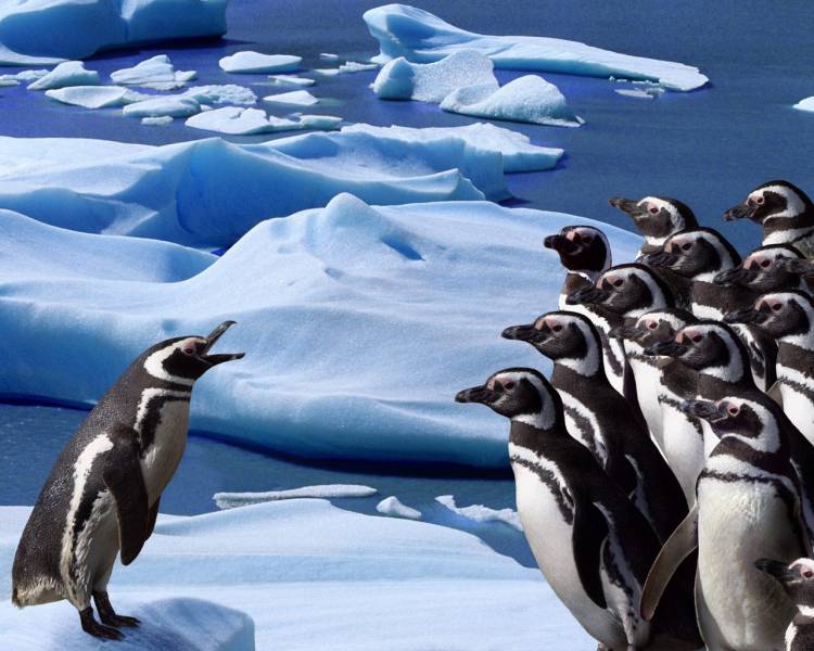 摇摇摆摆的企鹅摄影组图